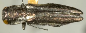 Media type: image;   Entomology 33829 Aspect: habitus dorsal view